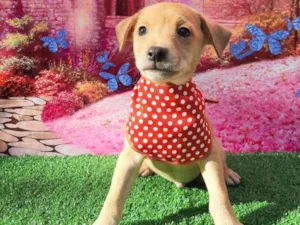 Cachorro raça SRD-ViraLata idade 2 a 6 meses nome Richard 