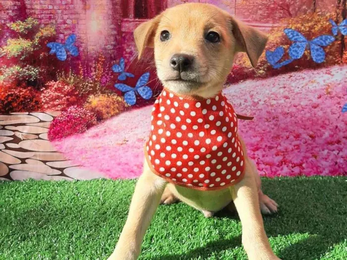 Cachorro raça SRD-ViraLata idade 2 a 6 meses nome Richard 