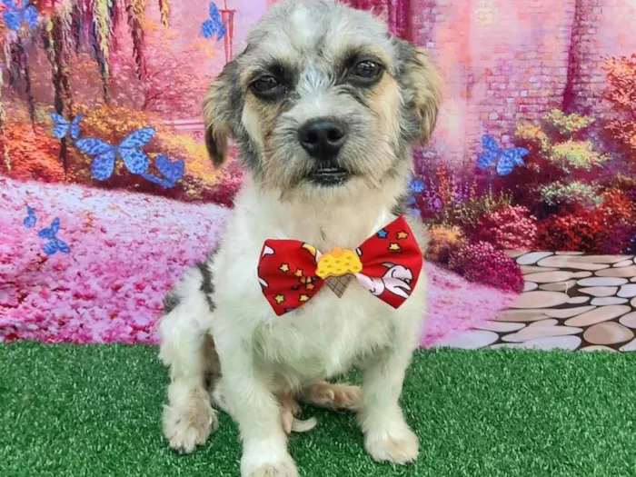 Cachorro raça SRD-ViraLata idade 3 anos nome Tedy