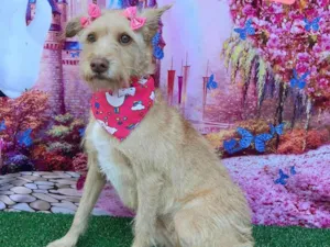 Cachorro raça SRD-ViraLata idade 2 anos nome Rubi 