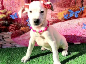 Cachorro raça SRD-ViraLata idade 2 a 6 meses nome Kika