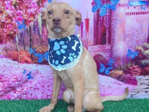 Cachorro raça SRD-ViraLata idade 2 anos nome Paçoca 