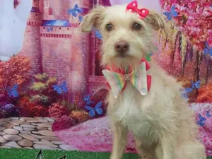Cachorro raça SRD-ViraLata idade 2 anos nome Crystal 
