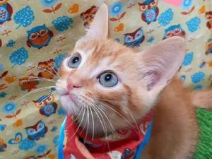 Gato raça SRD-ViraLata idade 2 a 6 meses nome Billy