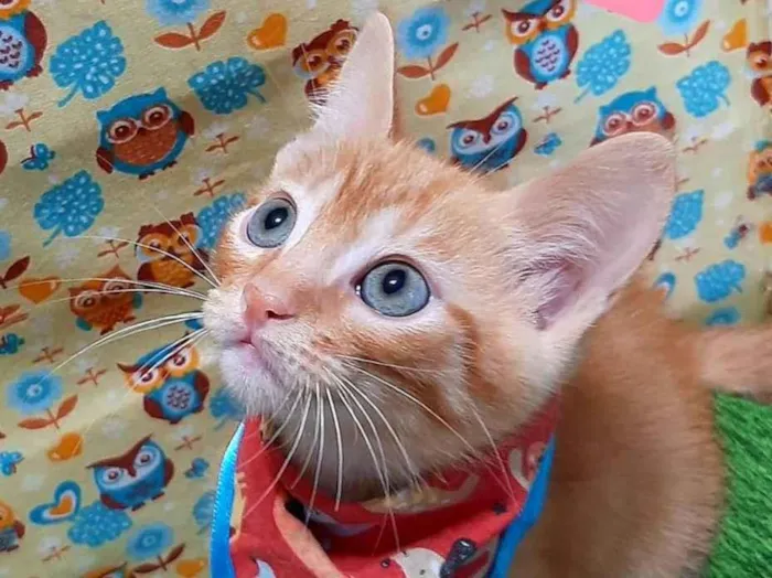 Gato raça SRD-ViraLata idade 2 a 6 meses nome Billy