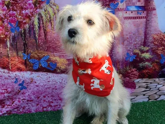 Cachorro raça SRD-ViraLata idade 1 ano nome Pirulito 