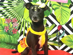 Cachorro raça SRD-ViraLata idade 3 anos nome Baguera 