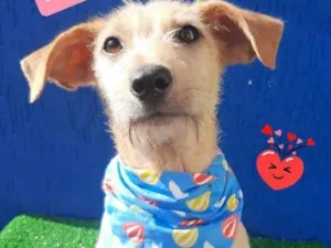 Cachorro raça SRD-ViraLata idade 1 ano nome Cascao
