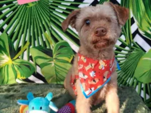 Cachorro raça SRD-ViraLata idade 4 anos nome Claudinho 