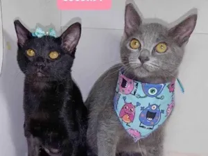 Gato raça SRD-ViraLata idade 2 a 6 meses nome Gatos 