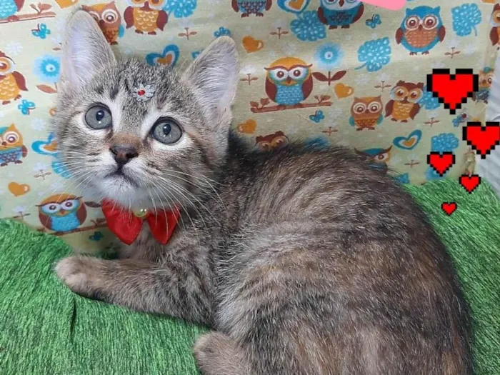 Gato raça SRD-ViraLata idade 2 a 6 meses nome Tigreza