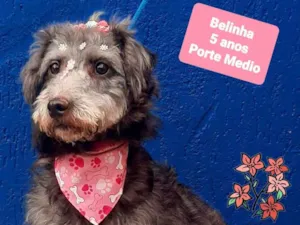 Cachorro raça SRD-ViraLata idade 5 anos nome Belinha 