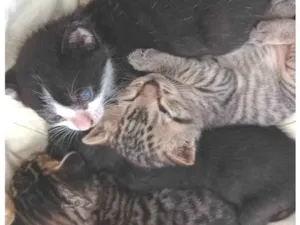Gato raça --- idade Abaixo de 2 meses nome Filhotes 