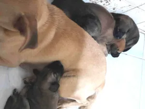 Cachorro raça SRD-ViraLata idade Abaixo de 2 meses nome Filhotes 
