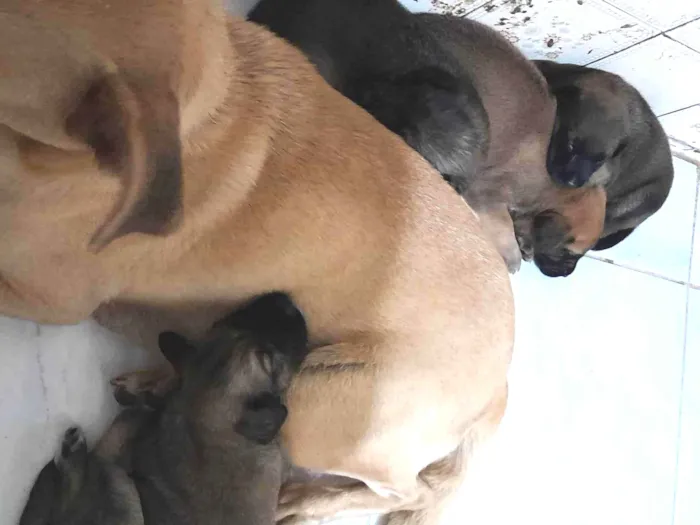 Cachorro ra a SRD-ViraLata idade Abaixo de 2 meses nome Filhotes 