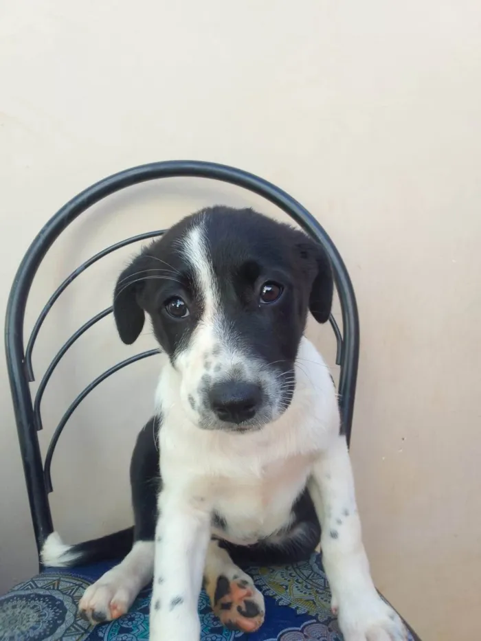 Cachorro ra a SRD-ViraLata idade Abaixo de 2 meses nome Serena