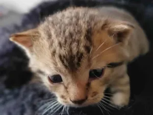 Gato raça --- idade Abaixo de 2 meses nome Filhote 