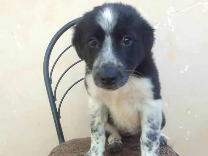 Cachorro ra a SRD-ViraLata idade Abaixo de 2 meses nome Serena