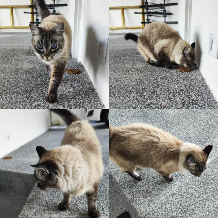 Gato raça , idade 1 ano nome Desconhecido