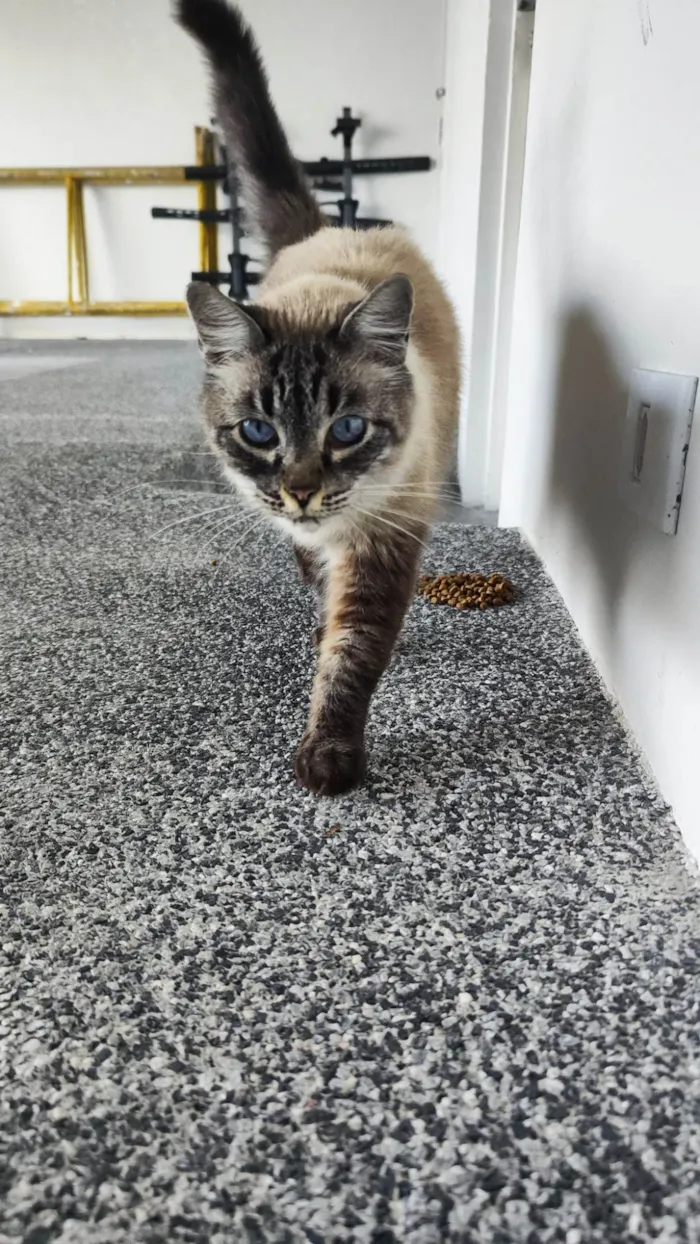 Gato raça , idade 1 ano nome Desconhecido