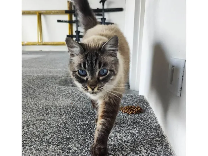Gato raça , idade 1 ano nome Desconhecido