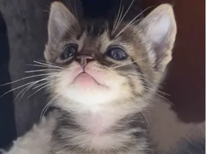 Gato raça Srd idade Abaixo de 2 meses nome Nino