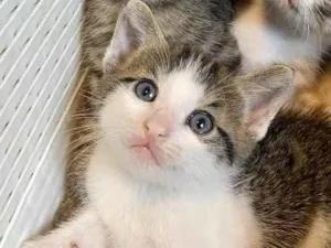 Gato raça Srd idade Abaixo de 2 meses nome Guto