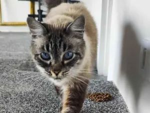 Gato raça , idade 1 ano nome Desconhecido