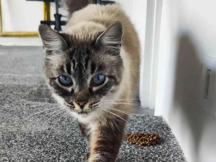 Gato raça , idade 1 ano nome Desconhecido