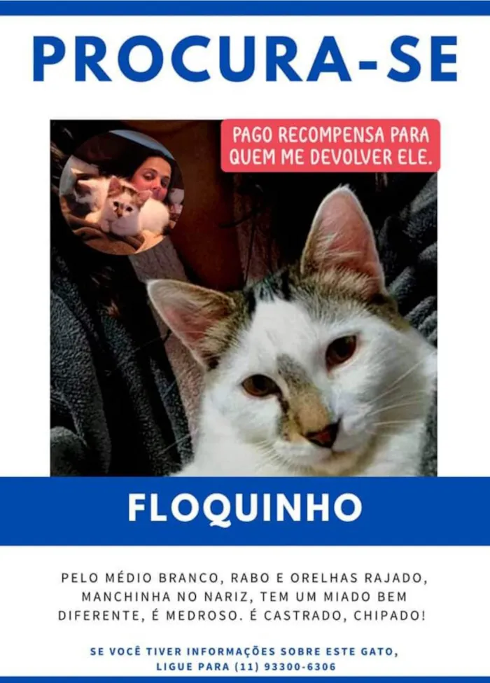 Gato ra a  idade 1 ano nome GRATIFICA - Floquinho 