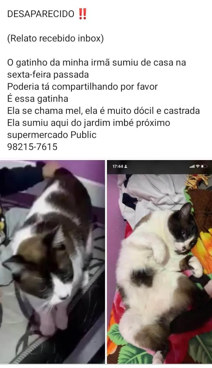 Gato ra a  idade 6 ou mais anos nome Mel