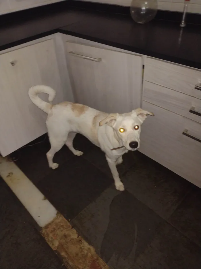 Cachorro ra a Vira lata  idade 7 a 11 meses nome FLOC 