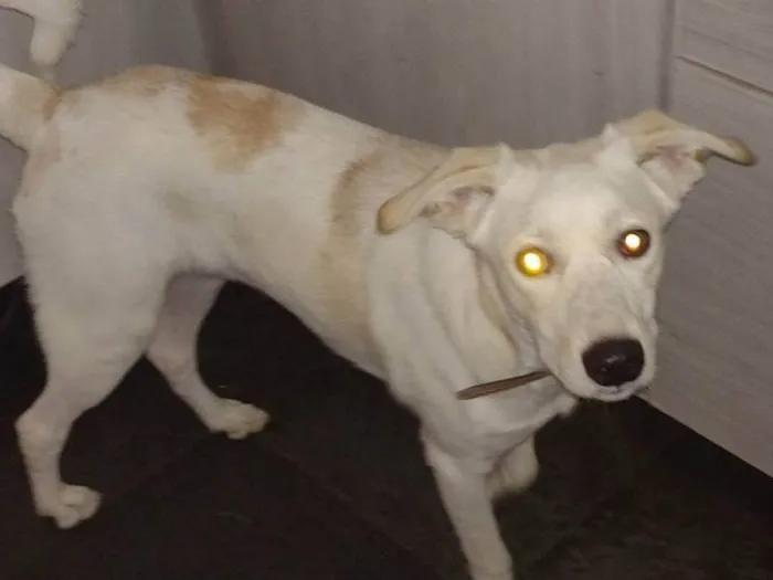 Cachorro ra a Vira lata  idade 7 a 11 meses nome FLOC 
