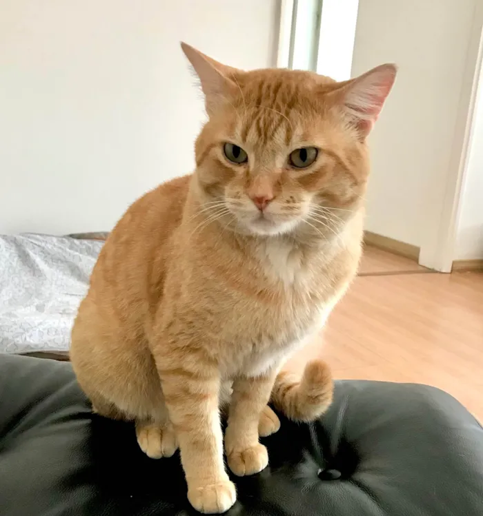 Gato raça SRD-ViraLata idade 1 ano nome Haru 1aninho lindo e bonzinho 