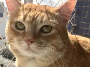 Gato raça SRD-ViraLata idade 1 ano nome Haru 1aninho lindo e bonzinho 