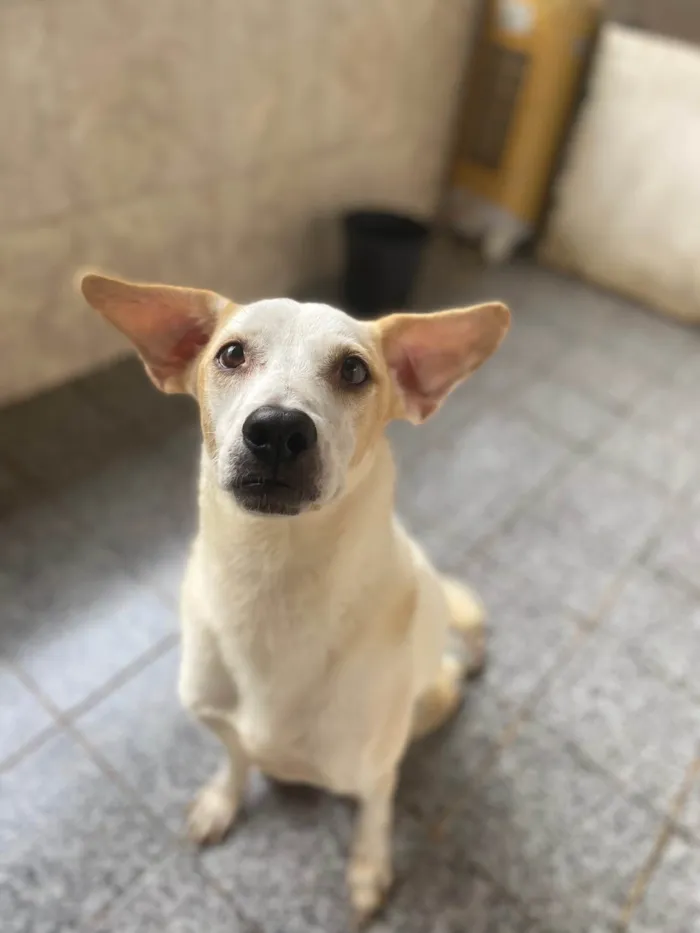 Cachorro ra a Srd  idade 5 anos nome Orfeu 