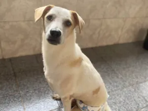 Cachorro raça Srd  idade 5 anos nome Orfeu 