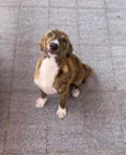 Mirela