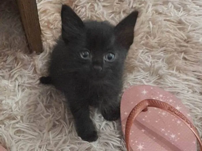 Gato ra a  idade 2 a 6 meses nome Não sabemos o nome