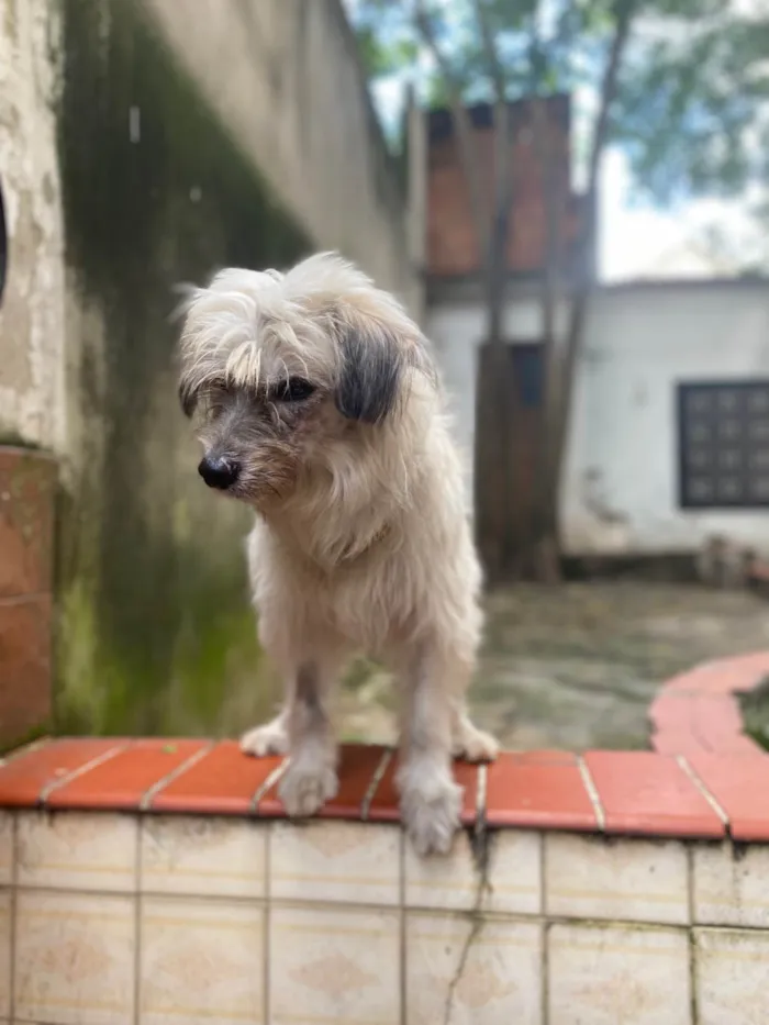 Cachorro ra a Srd  idade 5 anos nome Einstein 