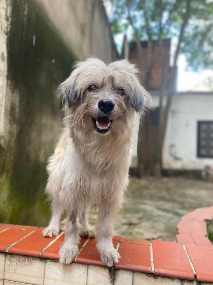 Cachorro ra a Srd  idade 5 anos nome Einstein 