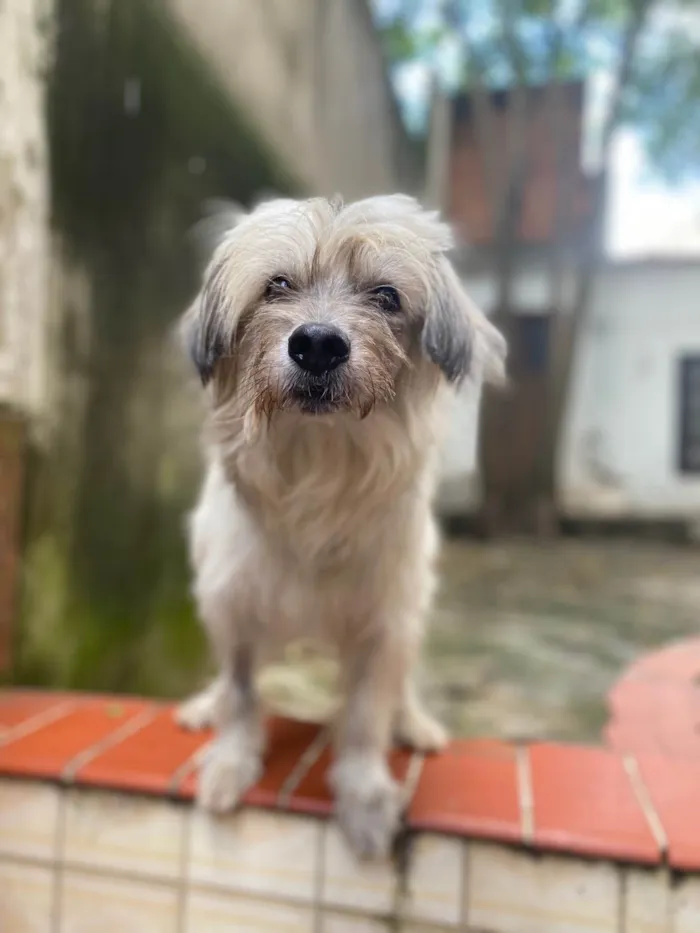 Cachorro ra a Srd  idade 5 anos nome Einstein 