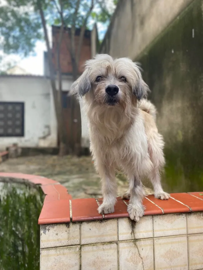 Cachorro ra a Srd  idade 5 anos nome Einstein 