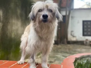 Cachorro raça Srd  idade 5 anos nome Einstein 