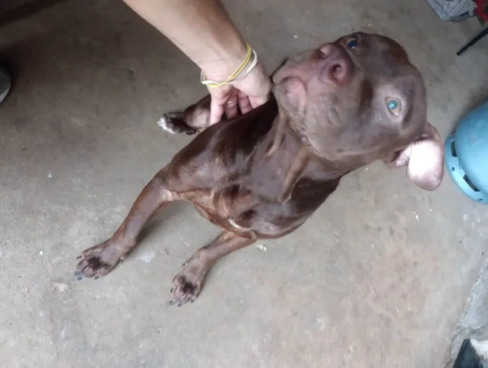 Cachorro ra a American Bully  idade 1 ano nome Zeus