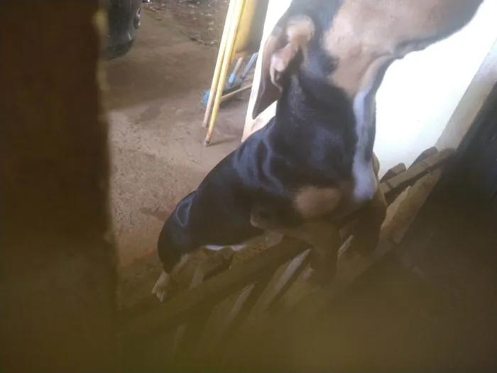 Cachorro ra a Salsicha c/ cachorrinho de pequeno porte idade 2 a 6 meses nome Lua