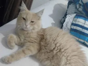 Gato raça SRD-ViraLata idade 1 ano nome KAROLAH