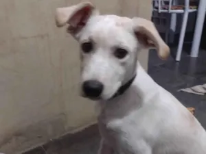 Cachorro raça Vira lata  idade 7 a 11 meses nome FLOC 