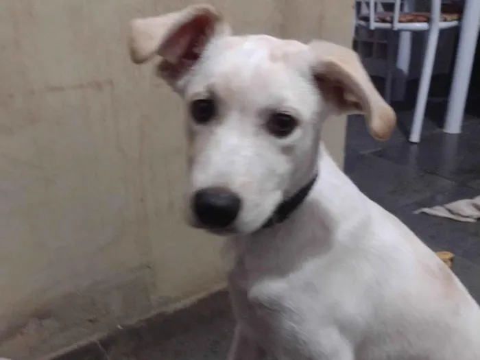 Cachorro ra a Vira lata  idade 7 a 11 meses nome FLOC 