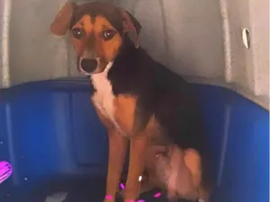 Cachorro raça Srd  idade 2 anos nome Rios 